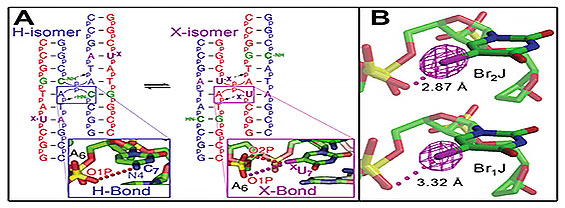 acidi nucleici alogenati