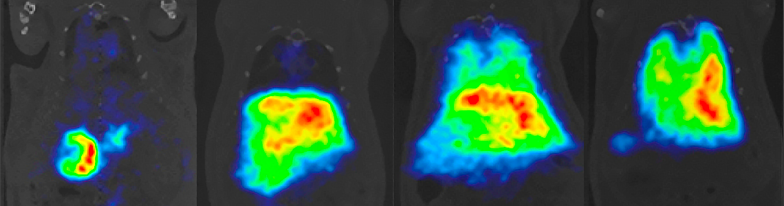 immagine di Fluorescence Correlation Spectroscopy